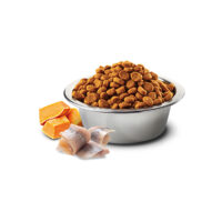 COD,-PUMPKIN-&-ORANGE-ADULT-MINI2