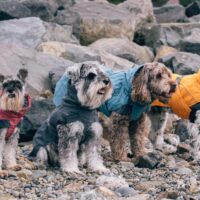 expedition_parka_on_four_dogs