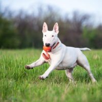 liker_line_dog-600x600