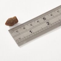 puppy-mini-morsels-ruler