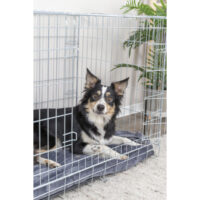 PHO_PRO_DOG_3924-1_#SALL_#AWK_#V1