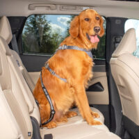 kurgo-direct-to-latch-swivel-tether-hundeautogurt-718809