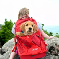 dog_carrying_backpack__78470.1539354725.1280.1280