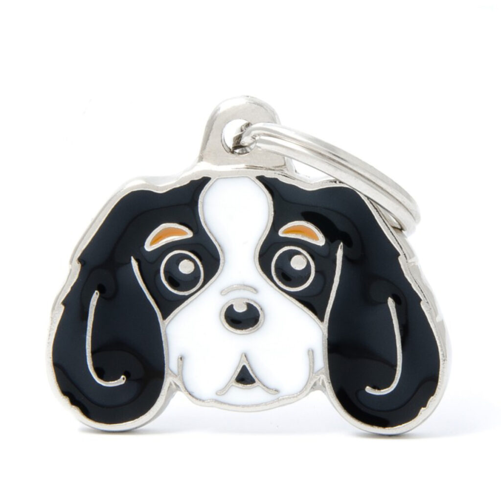 MF22COLORED3 Tricolour Cavalier King